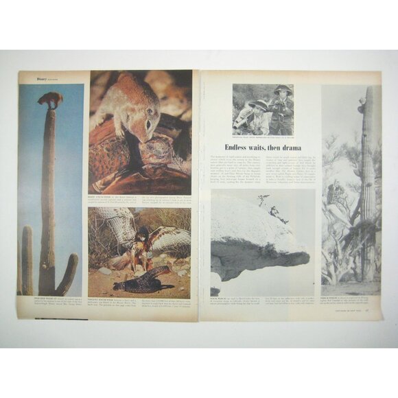 Vintage 1950s Life Magazine 9 Pages Article Disney Anniversary Snow White Movies - Picture 4 of 6